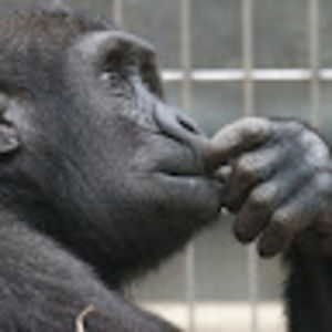 Meet your Posher, Peter